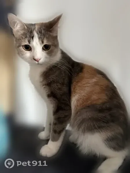 Perdu chat femelle, Rue de Bretagne, 12, Horbourg-Wihr - petit chat au pelage tricolore - photo