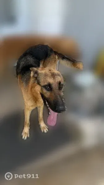 Found dog, Emerald Drive, 1909, Irving - very skinny, brown eyes - photo