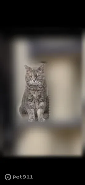Chat perdu, femelle, Rue Nelson Mandela, Cantin, Esches - très sociable - photo