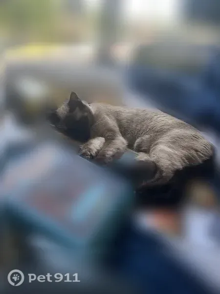 Lost cat, Florence, Oregon — pink collar, dark face - photo