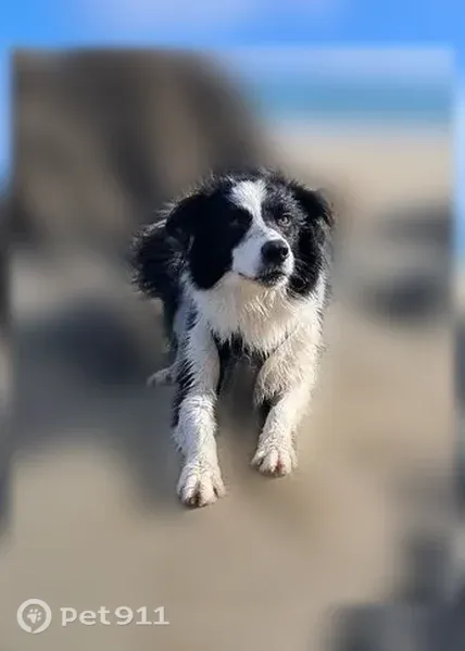 Chien perdu mâle, La Justice, 574, Savigné-l'Évêque, Champagné - border collie noir et blanc très joueur - photo