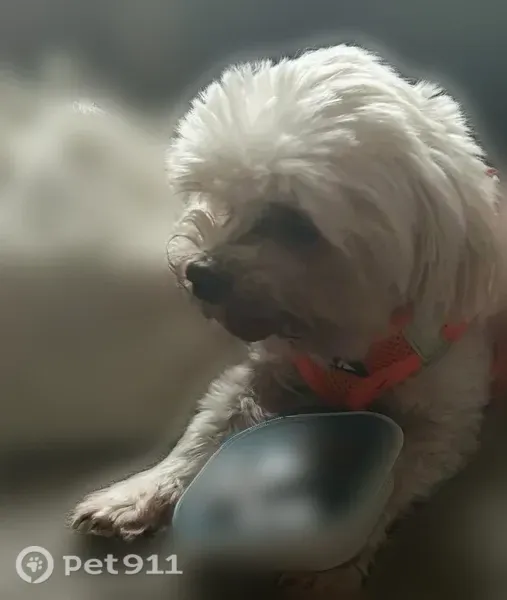 Lost dog, Newhope Road, 1214, Spring Hill - male, white Maltese, hard of hearing on the right side - photo