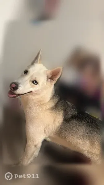Found dog, Fishtrap Road, Texas, Aubrey — female husky with a pink spot on her nose - photo