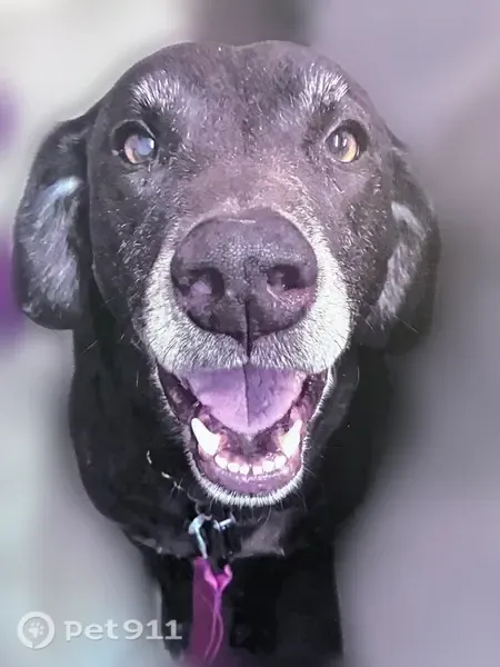 Lost dog, Watson Street Northwest, 5174, Washington — male, chocolate brown coat - photo