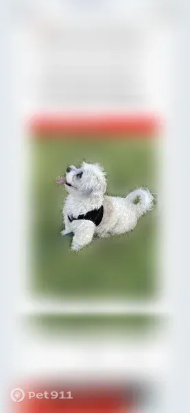 Lost dog, Native Sunflower Street, 5680, North Las Vegas - male, collar with teddy bears and a heart - photo