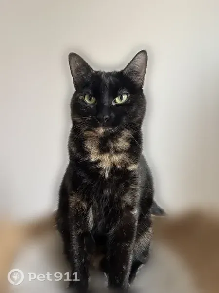 Chat perdu femelle, Allée Miss Hutton, 8, Billère, Paris - noire écaille de tortue, collier noir - photo