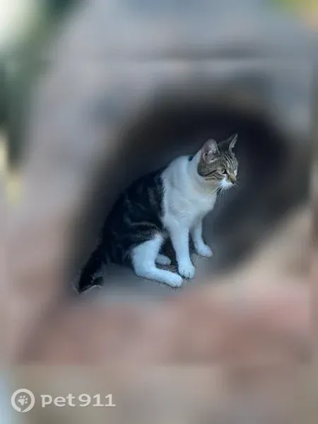 Chat perdu, mâle, Martigues — élancé et mince - photo