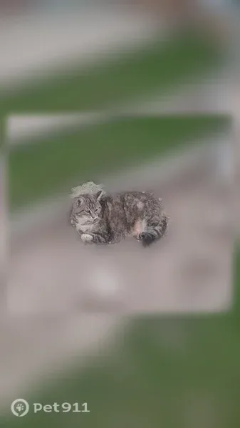 Chat perdu, femelle, autour du stade Bollaert, Lens - tigrée, très craintive - photo