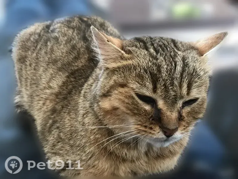 Chat perdu, femelle, Avenue Victor Hugo, 38, Bain-de-Bretagne - photo