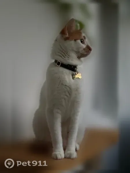 Chat perdu mâle, Rue de la Parée, 8, La Couarde-sur-Mer - blanc avec taches rousses, collier noir - photo
