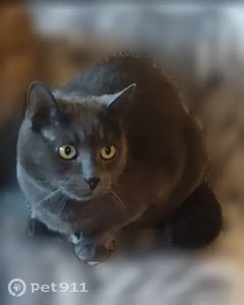 Chat perdu mâle, Rue Franklin, Mons-en-Barœul, Lille - européen gris aux yeux verts/jaunes - photo
