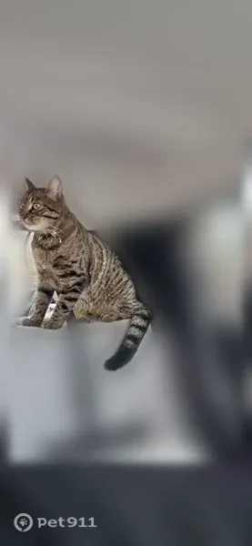 Chat perdu, mâle, Soissons - tigré gris, yeux verts - photo