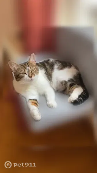 Chat perdu, femelle, Rue du Miroir, 5, Melun - chatte très craintive - photo