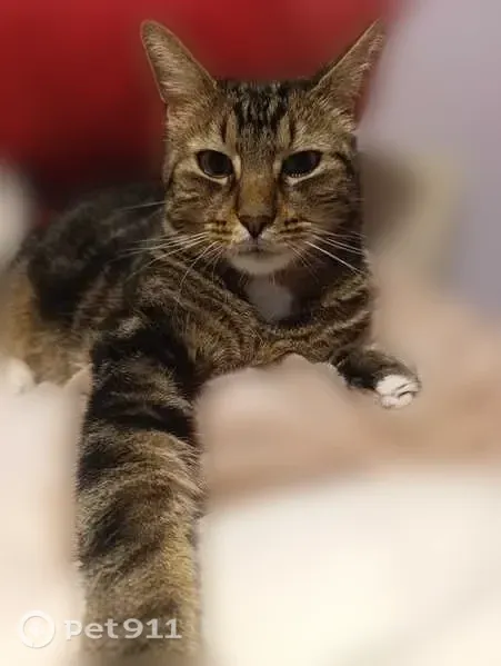 Chat perdu mâle, Rue Pierre Hebmann, 32, Lons-le-Saunier - pattes blanches comme des chaussettes - photo