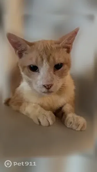 Chat perdu mâle, Rue Alexandre Louce, 174, Vallauris, Toulouse - roux avec taches blanches - photo