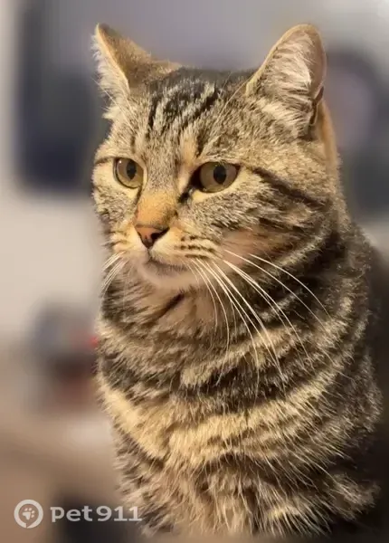 Chat perdu, Varsberg, Ham-sous-Varsberg - femelle tigrée de 7 ans - photo