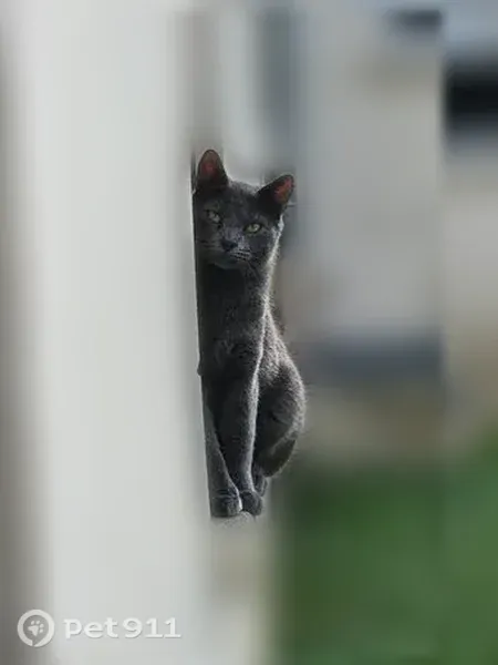 Chat perdu mâle, Avenue Marie Curie, Bussy-Saint-Georges - gris avec le haut de la tête dégarni - photo