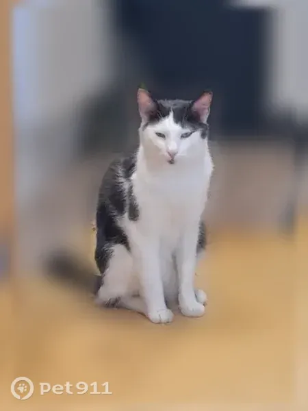 Chat perdu mâle, Passage Lebarbier, 2, Melun - sociable avec l’humain - photo