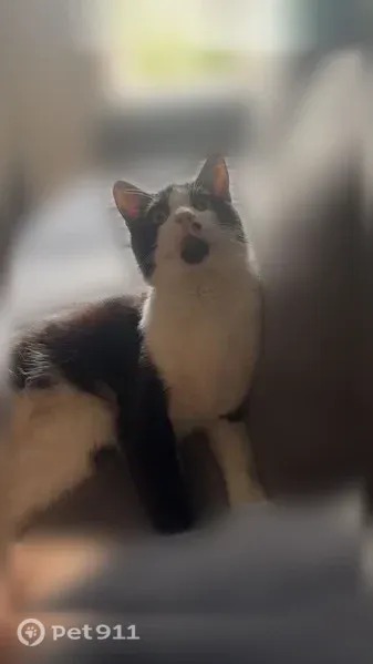 Chat perdu mâle, Rue Fontgieve, 62, Clermont-Ferrand — noir et blanc - photo