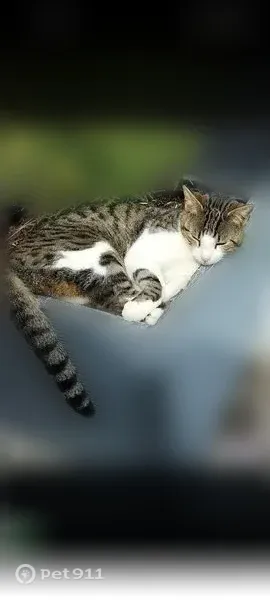 Perdu chat mâle, Avenue du Moulin d'Argent, Pornichet, Strasbourg - multicolore, peureux - photo