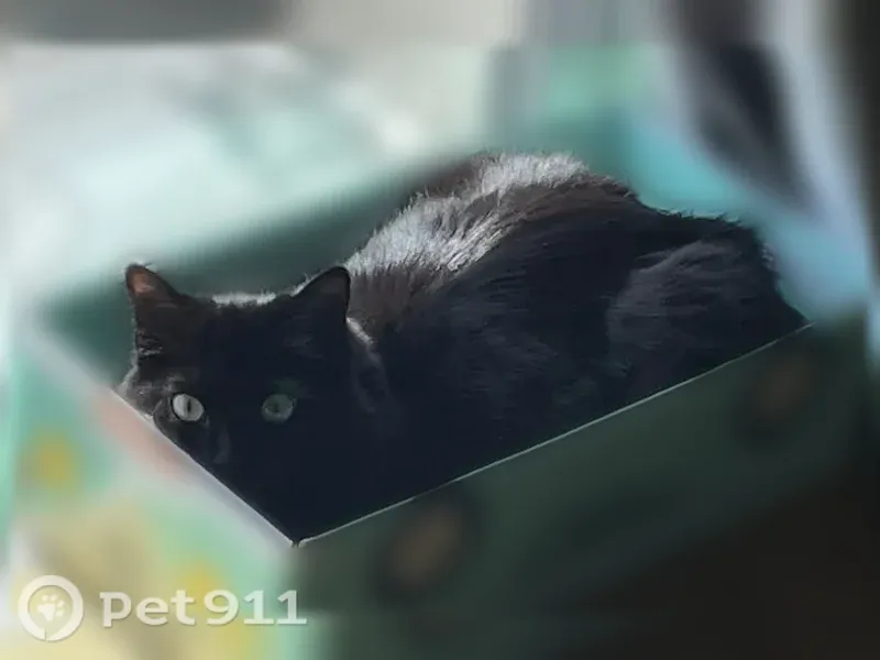 Chat perdu, femelle, Route du Noyer, 391, Saint-Denis — très grands yeux verts - photo