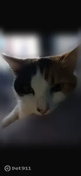 Lost cat, Killingly Street, 291, Providence - two female indoor cats - photo