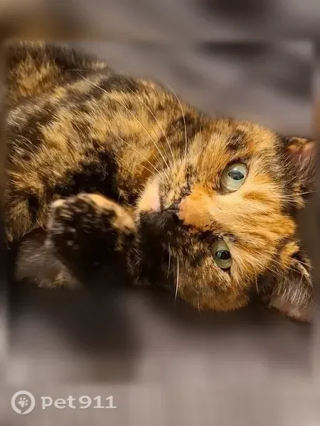 Chat perdu, Rue de la Libération, Montigny-en-Gohelle, Lens - chatte écaille de tortue - photo