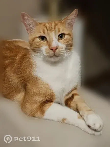 Chat perdu mâle, Rue Baudelaire, 10, Villeurbanne - roux et blanc, pucé - photo