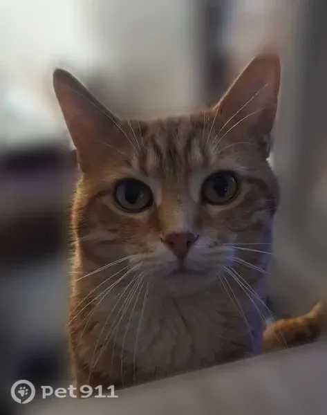 Chat perdu mâle, Chemin de Ronde, 4, Sainte-Colombe-en-Bruilhois - assez peureux - photo