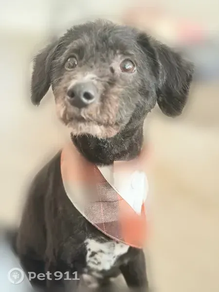 Lost dog, Fisher Reservoir Drive, 15000, Houston - shy 6-year-old male with blue tag - photo
