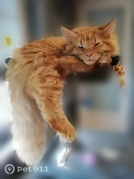 Chat perdu mâle, Rue Cunin Gridaine, 6, Sedan - Maine Coon roux - photo