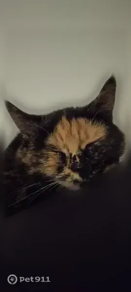 Chat perdu femelle, Avenue Gustave Dron, 21, Armentières - craintive, écaille de tortue - photo