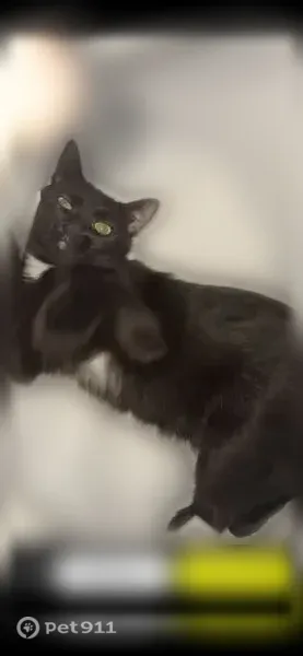 Perdu chat femelle, aire de la Paplonnière sur l'A81, Loiron - petite taille, poils courts noirs - photo