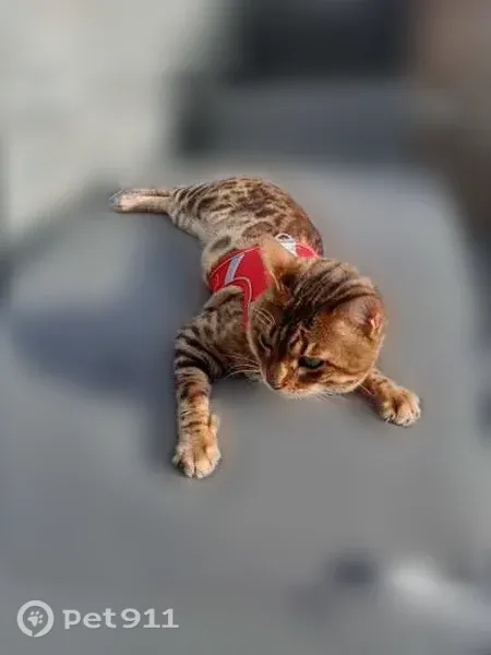 Chat perdu mâle, Rue Sauzay, 11, Gray - marqué de rosettes - photo