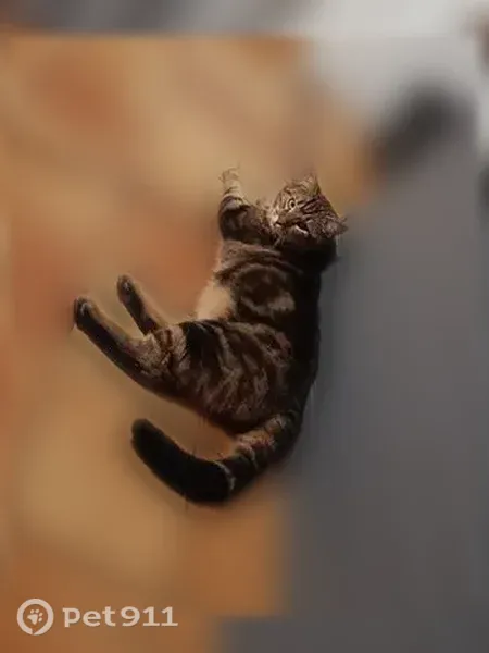 Chat perdu mâle, Olemps, Rennes - castré et pucé - photo