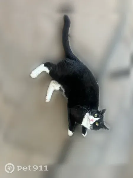 Lost cat, Mosswood Court South, 2386, Salem — tuxedo male, 12 lbs - photo