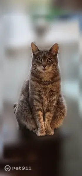 Lost cat, 237th Street Southeast, 2008, Kirkland - shy female cat responds to Annie or Annabelle - photo