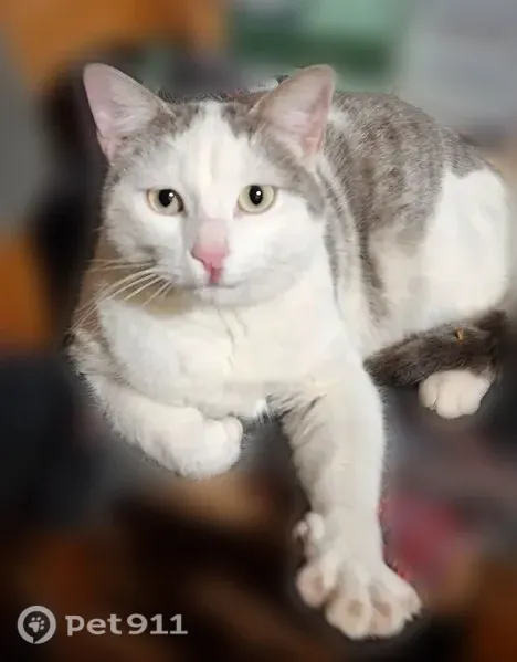 Chat perdu mâle, Rue Basse, 62, Le Bourdeix, Nontron - a déjà disparu plus de 2 semaines - photo