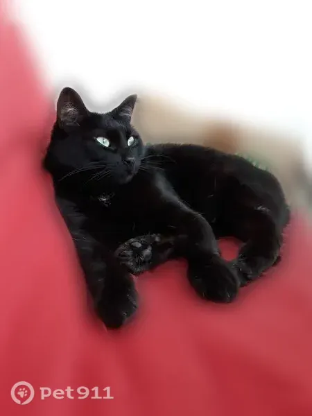 Chat perdu femelle, Rue Victor Hugo, Rezé - petite, toute noire avec du blanc au niveau du ventre - photo
