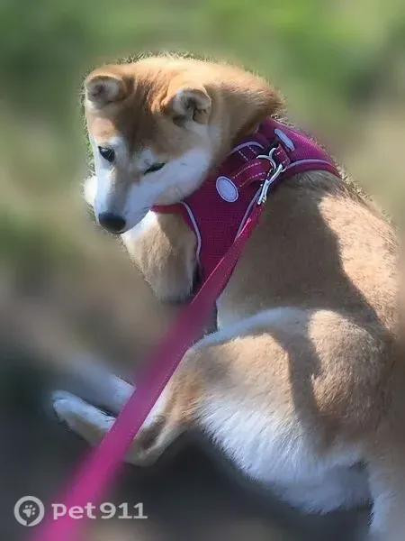 Chien perdu femelle, Lotissement La Caillère Basse - Voie C, Six-Fours-les-Plages - fauve et blanche, sans collier - photo