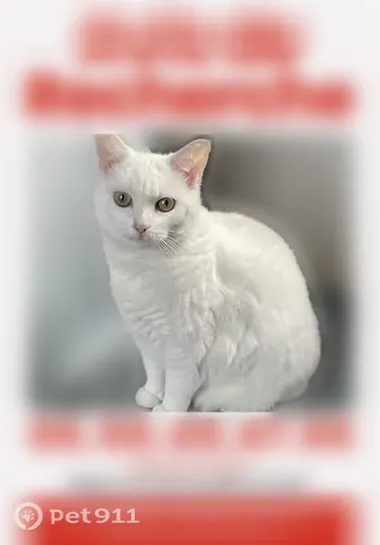 Perdu chat femelle, Allée des Pâtureaux, Sainte-Luce-sur-Loire - blanche et sourde - photo