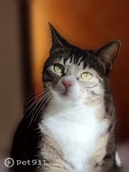 Chat perdu femelle, Brionne, Normandie, Paris - gris tigré et noir, ventre blanc - photo