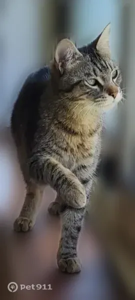 Chat perdu mâle, Avenue Jacques Dupin, 170 c, Privas - jeune et très joueur - photo