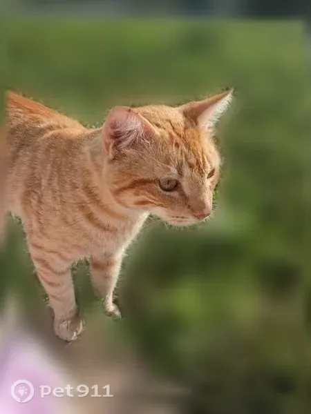 Lost cat, Idell Avenue, 103, Dallas — male, orange striped, white tail tip - photo