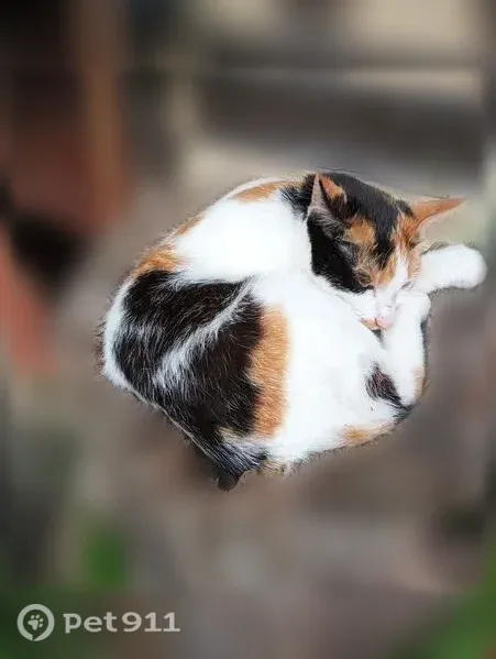 Chat perdue, Chemin de la Forge aux Vanniers, Cresseveuille, Dozulé - femelle, toute petite, très espiègle - photo