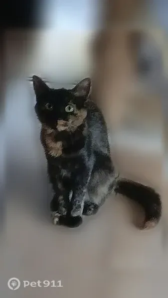 Chat perdu femelle, Rue du Prieuré, Beaucouzé, Nice — écailles de tortue, très petite - photo