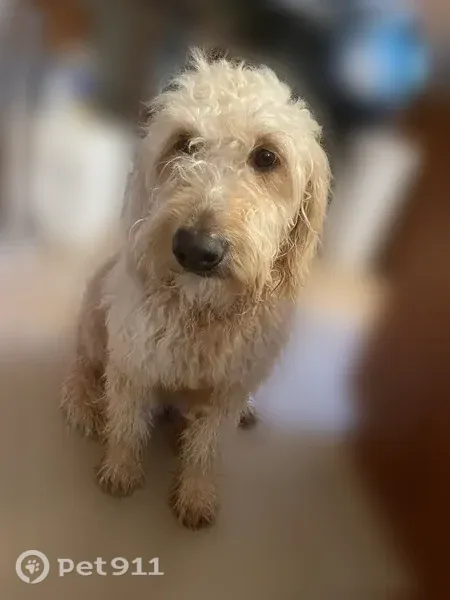 Lost dog, Asbestos Road, Cleveland - yellow shaggy fur - photo