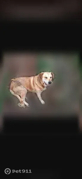 Lost dog, North Norwood Avenue, 1719, Tulsa - female, golden white, mostly golden - photo