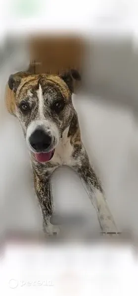 Lost dog, 31st Street, 455, Kenner - male Boxer mix - photo