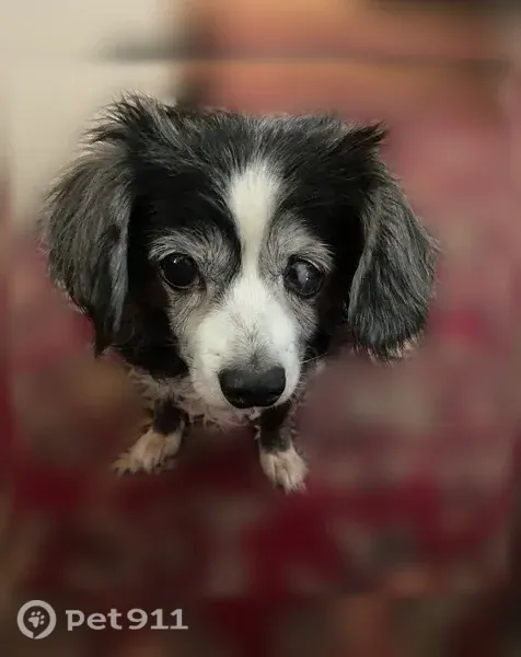 Lost dog, Dallas — female, long-haired Chihuahua mix, black and white, cataract in left eye - photo